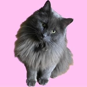 Meet your Posher, Victoria